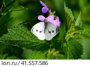 Butterfly cabbage pollinates a purple flower. Стоковое фото, фотограф Леонид Еремейчук / Фотобанк Лори
