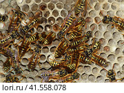 Wasp nest with wasps sitting on it. Стоковое фото, фотограф Леонид Еремейчук / Фотобанк Лори