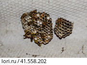 Hornet nest under the roof of the barn. Polist Wasps Nest. Стоковое фото, фотограф Леонид Еремейчук / Фотобанк Лори