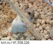 Hamster in a cage. Стоковое фото, фотограф Леонид Еремейчук / Фотобанк Лори