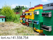 Beehive beehives in the apiary. Growing bees to get honey. Bee houses. Стоковое фото, фотограф Леонид Еремейчук / Фотобанк Лори