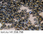 A large congestion of bees on a sheet of cardboard. Swarming of the bees. Honey bee. Стоковое фото, фотограф Леонид Еремейчук / Фотобанк Лори