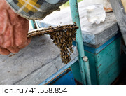 The beginning of the swarming of the bees. A small swarm of mesmerized bees on cardboard paper. Apiary. Стоковое фото, фотограф Леонид Еремейчук / Фотобанк Лори