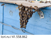 The beginning of the swarming of the bees. A small swarm of mesmerized bees on cardboard paper. Apiary. Стоковое фото, фотограф Леонид Еремейчук / Фотобанк Лори