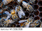 Macro photograph of bees. Dance of the honey bee. Bees in a bee hive on honeycombs. Стоковое фото, фотограф Леонид Еремейчук / Фотобанк Лори