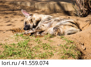 Полосатая гиена Striped Hyaena. Стоковое фото, фотограф Галина Савина / Фотобанк Лори