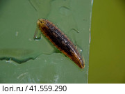 Leech on the glass. Bloodsucking animal. subclass of ringworms from the belt-type class. Hirudotherapy. Стоковое фото, фотограф Леонид Еремейчук / Фотобанк Лори