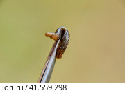 Leech on the tweezers. Bloodsucking animal. subclass of ringworms from the belt-type class. Hirudotherapy. Стоковое фото, фотограф Леонид Еремейчук / Фотобанк Лори