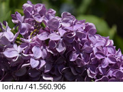 Lilac flowers on the branches. Beautiful purple lilac flowers outdoors. Стоковое фото, фотограф Леонид Еремейчук / Фотобанк Лори