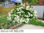 Flowers of a buldenezh. Стоковое фото, фотограф Леонид Еремейчук / Фотобанк Лори