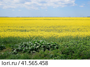 Rapeseed field. Yellow rape flowers, field landscape. Blue sky and rape on the field. Стоковое фото, фотограф Леонид Еремейчук / Фотобанк Лори