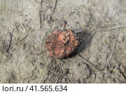 Dried rotten apple. Стоковое фото, фотограф Леонид Еремейчук / Фотобанк Лори