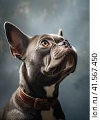 The head of a French bulldog on a gray background close-up. Стоковое AI-изображение, AI-художник Ярославский Максим / Фотобанк Лори