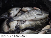 River fish macro photo. Fish catch. Carp and carp. Weed fish. Стоковое фото, фотограф Леонид Еремейчук / Фотобанк Лори