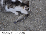 The cat eats live fish. Fish catch. Feeding the cat with fish. Стоковое фото, фотограф Леонид Еремейчук / Фотобанк Лори
