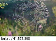 Паутина, покрытая каплями росы на рассвете. Стоковое фото, фотограф Светлана Корнякова / Фотобанк Лори