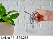 Women s hands spray a houseplant Epipremnum from a pulverizer, close-up. Стоковое фото, фотограф Андрей Журавлев / Фотобанк Лори