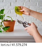 A woman cuts off a yellow leaf with a pruner from a wilted houseplant epipremnum. Стоковое фото, фотограф Андрей Журавлев / Фотобанк Лори