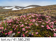 Цветущая кальмия лежачая (Kalmia procumbens или Loiseleuria procumbens). Красивые полевые цветы. Растения, произрастающие в тундре в Арктике. Арктическая природа Чукотки и полярной Сибири. Чукотский автономный округ, Дальний Восток России. Стоковое фото, фотограф Андрей Степанов / Фотобанк Лори