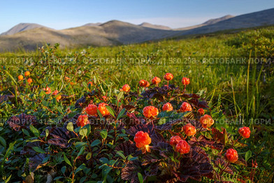 Ягоды морошки (Rubus chamaemorus) в тундре. Дикая ягода в тундре в горной долине. Летний арктический пейзаж. Растения тундры Заполярья. Природа Чукотки и Сибири. Дальний Восток России. Стоковое фото, фотограф Андрей Степанов / Фотобанк Лори