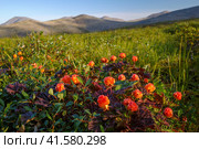 Ягоды морошки (Rubus chamaemorus) в тундре. Дикая ягода в тундре в горной долине. Летний арктический пейзаж. Растения тундры Заполярья. Природа Чукотки и Сибири. Дальний Восток России. Стоковое фото, фотограф Андрей Степанов / Фотобанк Лори