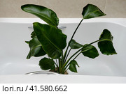 Washing plants in the home bathroom for cleaning from insects and garden pests. Treatment with water of a houseplant at home, gardening and plant treatment. Strelitzia nicolai. Стоковое фото, фотограф Андрей Журавлев / Фотобанк Лори
