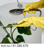 Washing plants in the home bathroom for cleaning from insects and garden pests. Treatment with water from the shower of a houseplant at home, gardening and plant treatment. Strelitzia nicolai. Стоковое фото, фотограф Андрей Журавлев / Фотобанк Лори