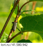 Cantharis rustica. Стоковое фото, фотограф Любовь Назарова / Фотобанк Лори