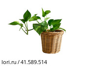 Houseplant Epipremnum in a flower pot against a white brick wall, isolated on white background. Home plant on white table, closeup. Стоковое фото, фотограф Андрей Журавлев / Фотобанк Лори