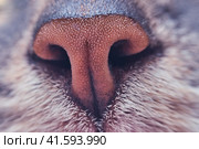 Gray cat nose close-up. Macro photo of a brown pet nose, frontally. Стоковое фото, фотограф Андрей Журавлев / Фотобанк Лори