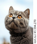 The grey kitten of the British breed looks up curiously and shows an emotion of great surprise and interest. Generated by AI. Стоковое AI-изображение, AI-художник Ярославский Максим / Фотобанк Лори
