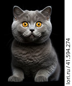 The grey kitten of the British breed looks up curiously and shows an emotion of great surprise and interest. Generated by AI. Стоковое AI-изображение, AI-художник Ярославский Максим / Фотобанк Лори