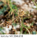 Macro shot of Argiope lobata spider. Стоковое фото, фотограф Владимир Ушаров / Фотобанк Лори