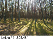 The Dancing Forest is a pine forest on the Curonian Spit in Kaliningrad Oblast, Russia. Dancing Forest follows the movement of the sands. A lot of cones on teh ground. Sun beams are among trees. Стоковое фото, фотограф YuryKara / Фотобанк Лори