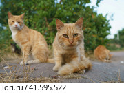 Some stray young red cats on the street in the village. They rest on the warm ground in the hot summer day. One of them is not so friendly. Pack Leader. Close up photography. Frontal view. Стоковое фото, фотограф YuryKara / Фотобанк Лори