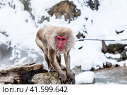 Snow monkey (Macaca fuscata) from Jigokudani Monkey Park in Japan, Nagano Prefecture. Cute Japanese macaque near hot spring. (2010 год). Стоковое фото, фотограф VittoriaChe / Фотобанк Лори