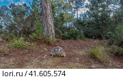 A unique turtle Astrochelys radiata, endemic to Madagascar, walks. A patterned shell, paws, and head are visible. Dry needles of coniferous trees, fallen cones on the ground. Nosy Soa Park. Стоковое фото, фотограф Вера Ивановна Кубарева / Фотобанк Лори