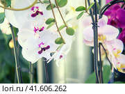 Phalaenopsis is a genus of epiphytic, sometimes lithophytic, herbaceous plants in the family Orchidaceae from Southeast Asia, the Philippines, and northeastern Australia. Стоковое фото, фотограф Андрей Журавлев / Фотобанк Лори