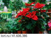 Euphorbia beautiful has many varieties that are full of its most diverse colors and shades, as well as the shapes of flowers and bracts. Стоковое фото, фотограф Андрей Журавлев / Фотобанк Лори