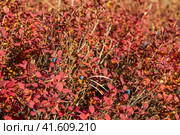 Кусты голубики (Vaccinium uliginosum) крупным планом. Осенняя красная листва и ягоды. Малая глубина резкости. Дикие ягоды, растущие в природе. Стоковое фото, фотограф Андрей Степанов / Фотобанк Лори