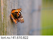 Two butterflies are sitting on a wooden fence, a couple, Nymphalis urticae is a day butterfly from the family Nymphalidae, a species of the genus Aglais. Стоковое фото, фотограф Андрей Журавлев / Фотобанк Лори