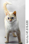 menacing red cat with blue eyes. Стоковое фото, фотограф Артем Курутин / Фотобанк Лори