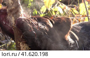 Собак загрызает жерех. Собачьи челюсти.  Dogs are killed by asp. Dog jaws. Стоковое видео, видеограф Egor Sarantstv / Фотобанк Лори