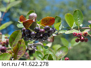 Ягоды аронии черноплодной, или черноплодной рябины (лат. Aronia melanocarpa) крупным планом. Стоковое фото, фотограф Елена Коромыслова / Фотобанк Лори