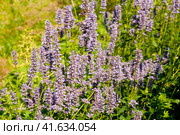 Лофант, или агастахис морщинистый (Agastache rugosa) Стоковое фото, фотограф Фотиния Куимова / Фотобанк Лори