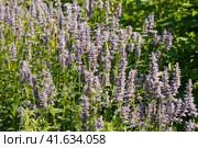 Лофант, или агастахис морщинистый (Agastache rugosa) Стоковое фото, фотограф Фотиния Куимова / Фотобанк Лори