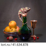 still life with a female Yemeni chameleon sitting on a green bottle next to apples and melchior glass. Стоковое фото, фотограф Артем Курутин / Фотобанк Лори