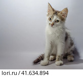 white yellow-eyed spotted kitten sits on a light background look. Стоковое фото, фотограф Артем Курутин / Фотобанк Лори