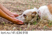 pet care outbred dog head in female hands on the lawn. Стоковое фото, фотограф Артем Курутин / Фотобанк Лори