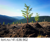 Environmental volunteers plant seedlings of spruce trees on the slopes of the mountains. Generated by AI. Стоковое AI-изображение, AI-художник Ярославский Максим / Фотобанк Лори